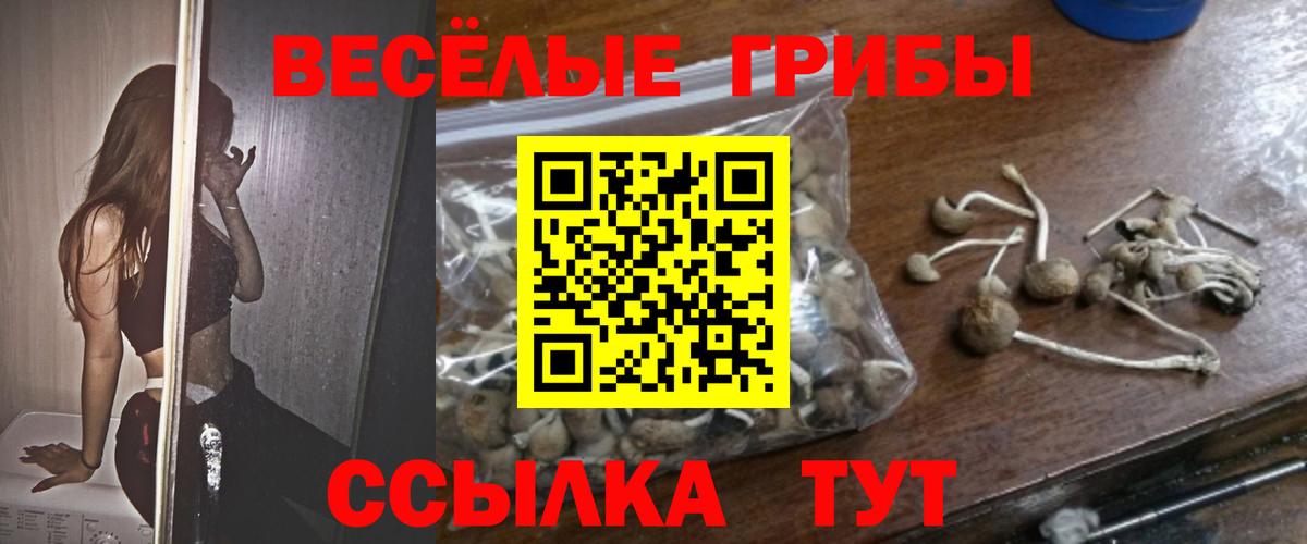 Муравленко  Галлюциногенные грибы Cubensis  Вход с VPN 